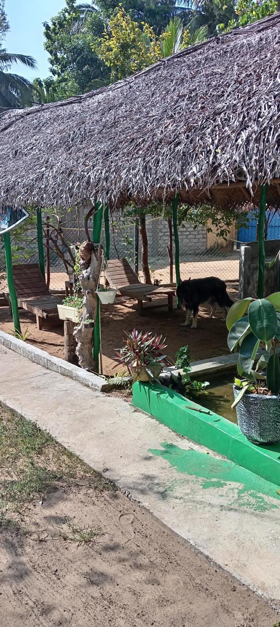 Surfing Lion Hostel آروغام المظهر الخارجي الصورة